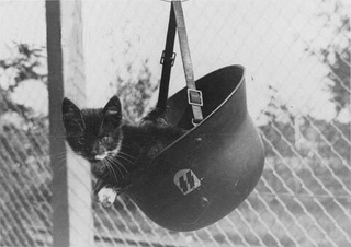 Illustration for article titled The Heartless Kittens of the Third Reich